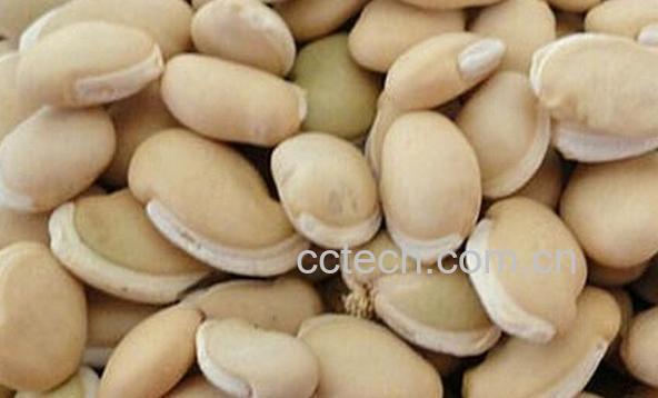 果蔬百科白扁豆-0