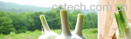 果蔬百科大蒜-0