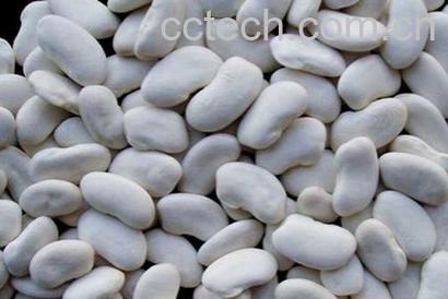 果蔬百科白扁豆与炒扁豆-0