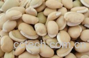 果蔬百科扁豆与白扁豆-0