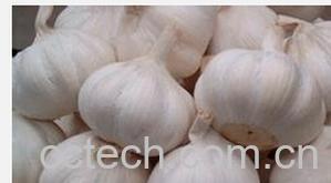 果蔬百科大蒜-0