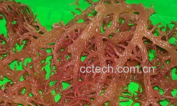 果蔬百科石花菜-0