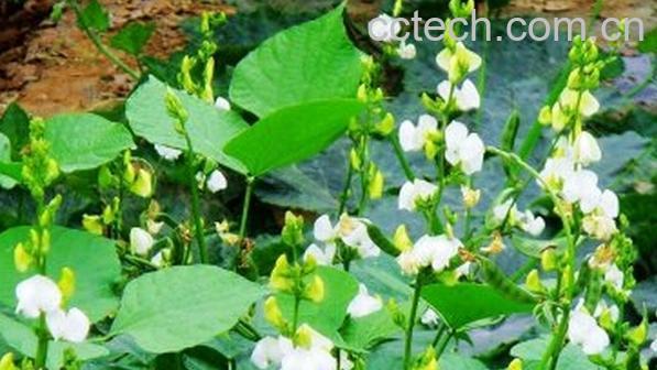 果蔬百科白扁豆花-0