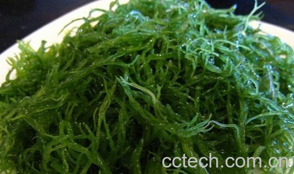 果蔬百科龙须菜-0