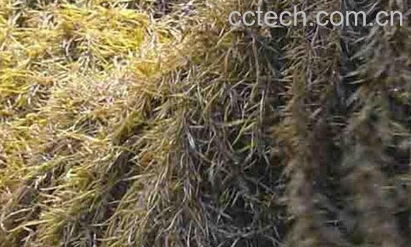 果蔬百科羊栖草-0