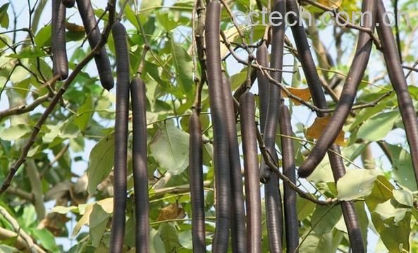 果蔬百科山扁豆-0