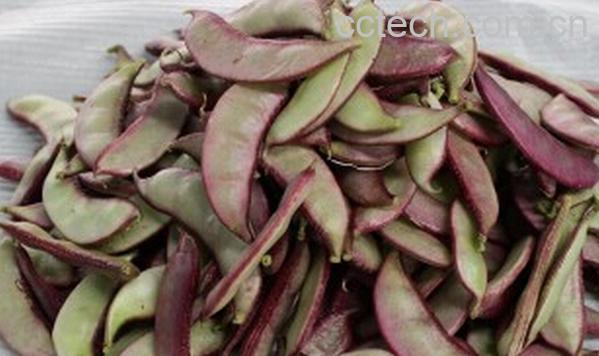 果蔬百科红扁豆-0