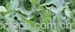 果蔬百科青青菜-0