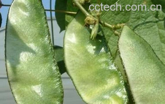 果蔬百科生扁豆-0