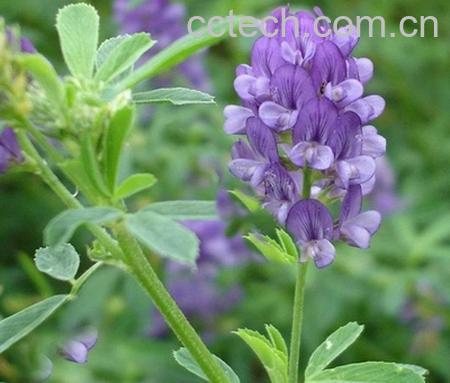 果蔬百科苜蓿-0