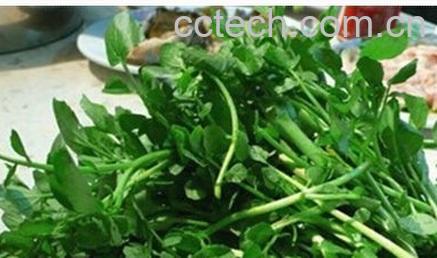 果蔬百科豆瓣菜-0