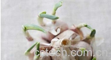 果蔬百科大蒜-0