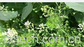 果蔬百科荠菜花-0