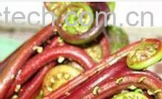 果蔬百科蕨菜-0