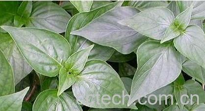 果蔬百科狗肝菜-0