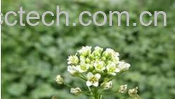 果蔬百科荠菜花-0