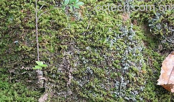 果蔬百科地皮菜-0