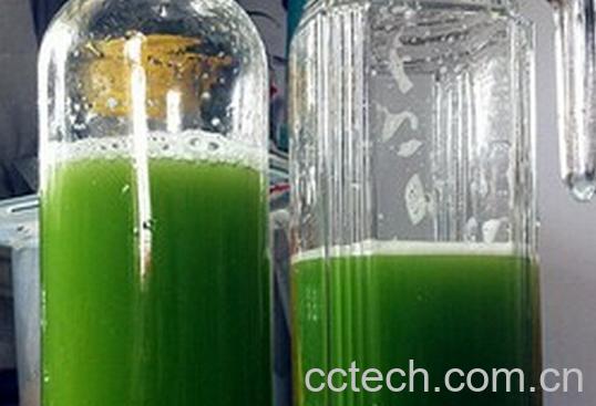 果蔬百科芹菜苦瓜汁-0