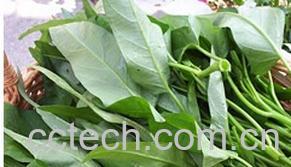 果蔬百科空心菜-0