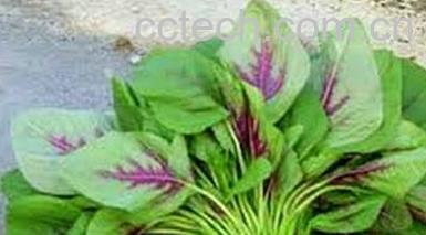 果蔬百科苋菜红-0