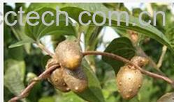 果蔬百科山药蛋-0