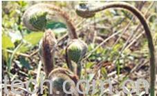 果蔬百科薇菜-0