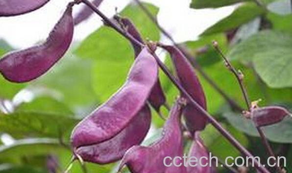 果蔬百科紫扁豆-0