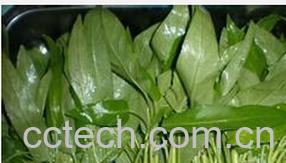 果蔬百科蕹菜-0