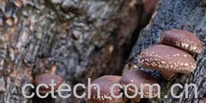 果蔬百科椴木香菇-0