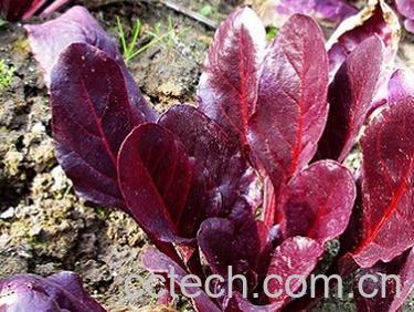 果蔬百科红叶甜菜-0