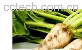 果蔬百科叶用甜菜-0