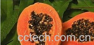 果蔬百科食疗丰胸-0