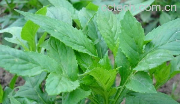 果蔬百科治疗妇科病的野菜-0