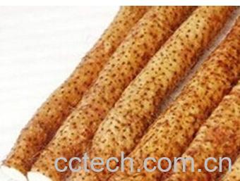 果蔬百科怀山药-0