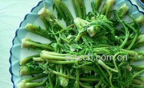 果蔬百科野菜刺五加-0