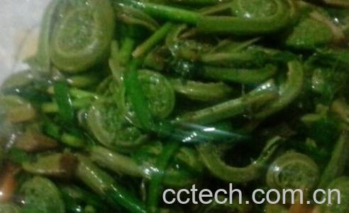 果蔬百科黄瓜香-0