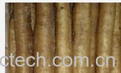 果蔬百科野山药-0