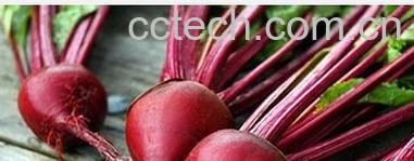 果蔬百科红菜头-0