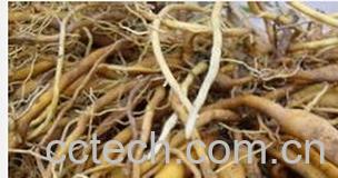 果蔬百科黄花菜根-0