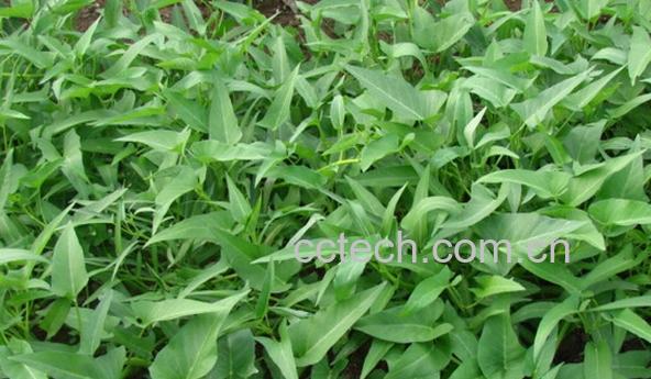 果蔬百科蕹菜-0