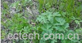 果蔬百科老桑芹-0