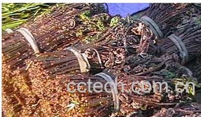 果蔬百科猴腿菜-0