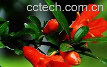 果蔬百科红苋菜-0