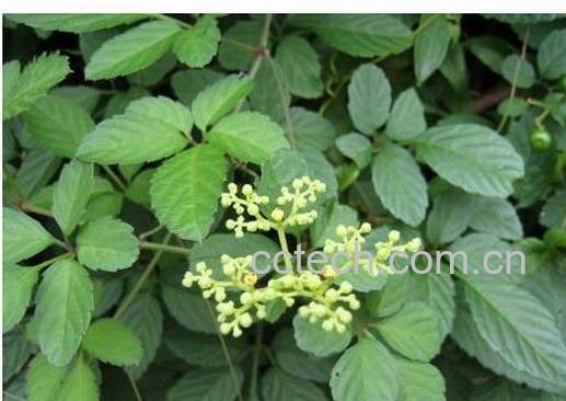 果蔬百科乌蔹莓-0