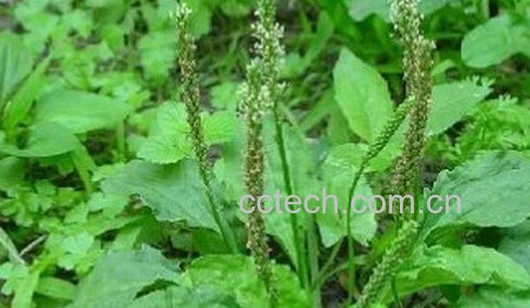 果蔬百科野菜车前子-0