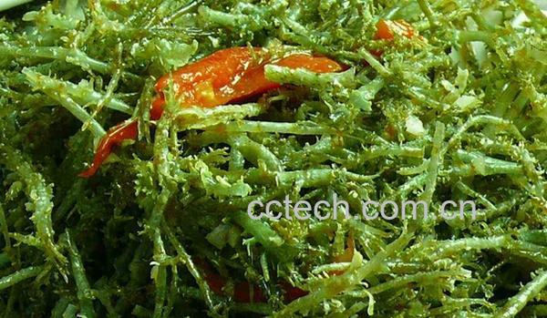 果蔬百科鹿角菜-0