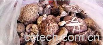 果蔬百科香菇-0