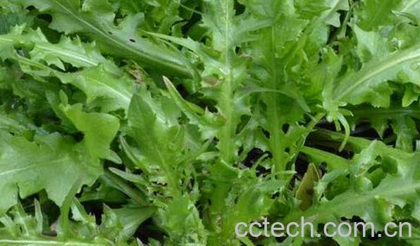 果蔬百科荠菜-0