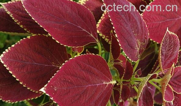 果蔬百科紫色的野菜-0