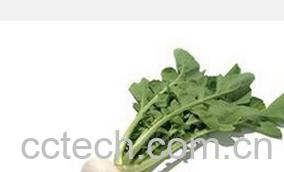 果蔬百科芜菁-0